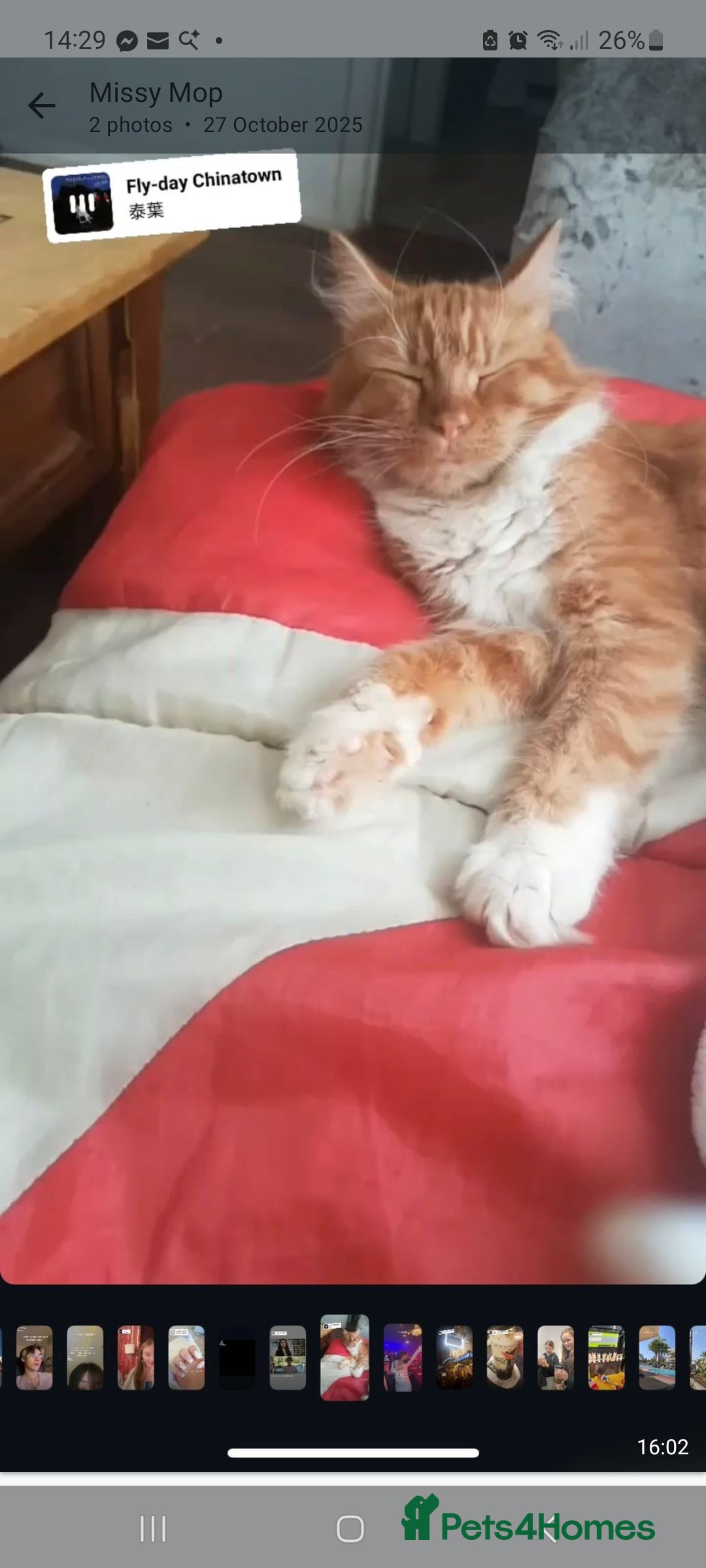 Mixed Breed cats for sale: Ginger kitten - Advert 7