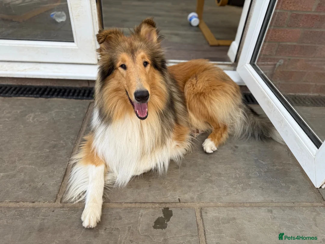 Rough Collie dogs for sale: Unaffected Tri Colour And Sable/White Puppies  - Advert 2