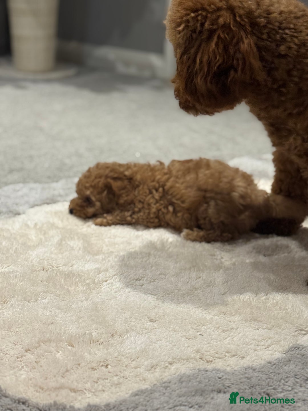 Toy Poodle dogs for sale: Toy Poodle  - Advert 7