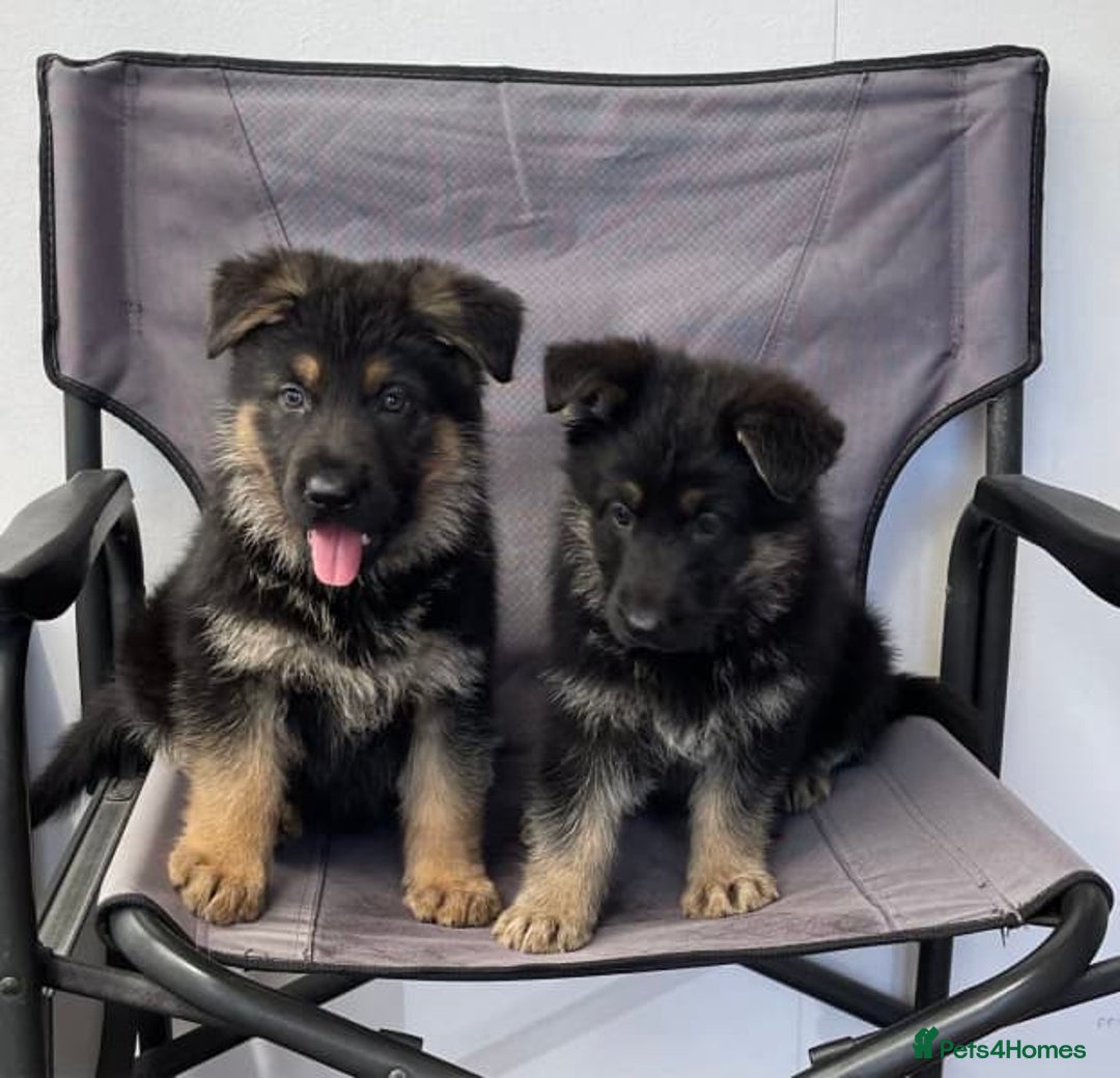 German Shepherd dogs for sale: Pedigree German Shepherd puppies  - Image 3