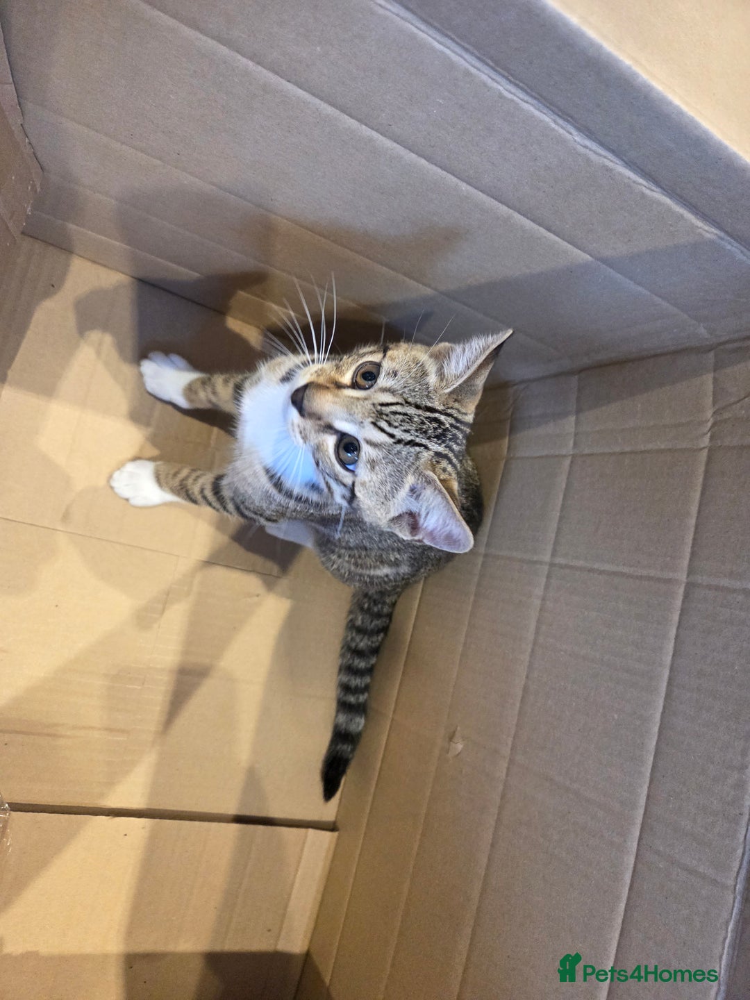Bengal cats for sale: Bengal X kittens - Image 4