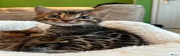 Bengal cats for sale: ❤️ Stunning Pure Bengal Kittens ❤️ - Advert 14