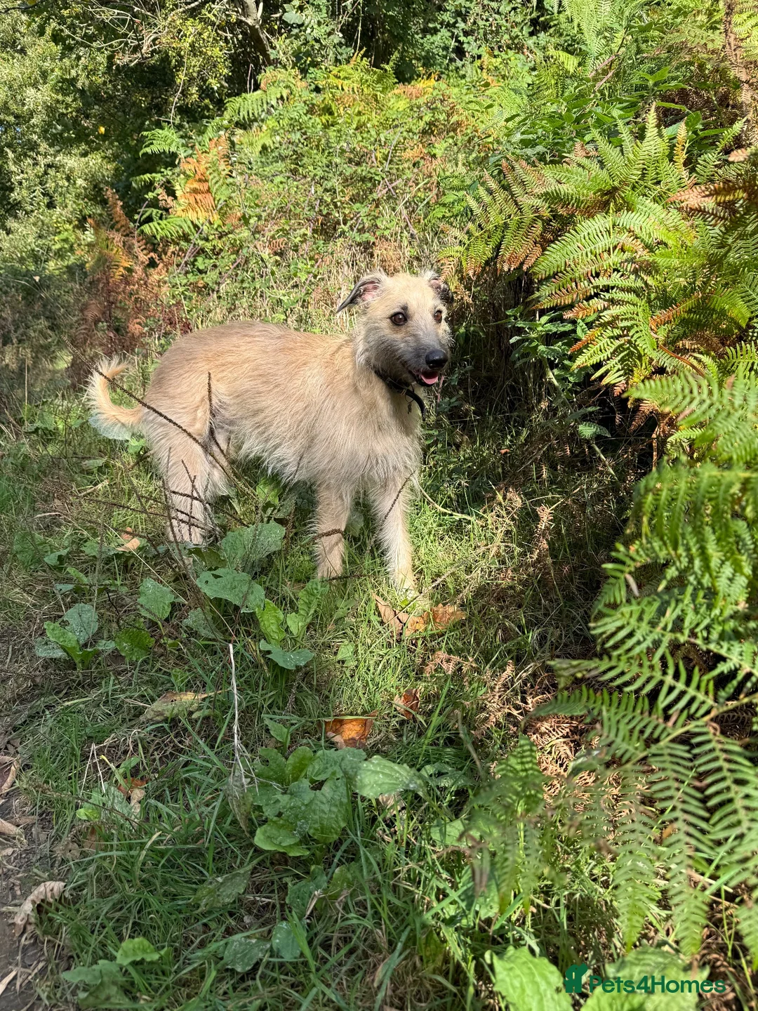 Whippet dogs for sale: Bedlington whippet puppies  in Bridport - Advert 2