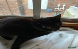 Mixed Breed cats for sale: All black kittens ready now  - Advert 3