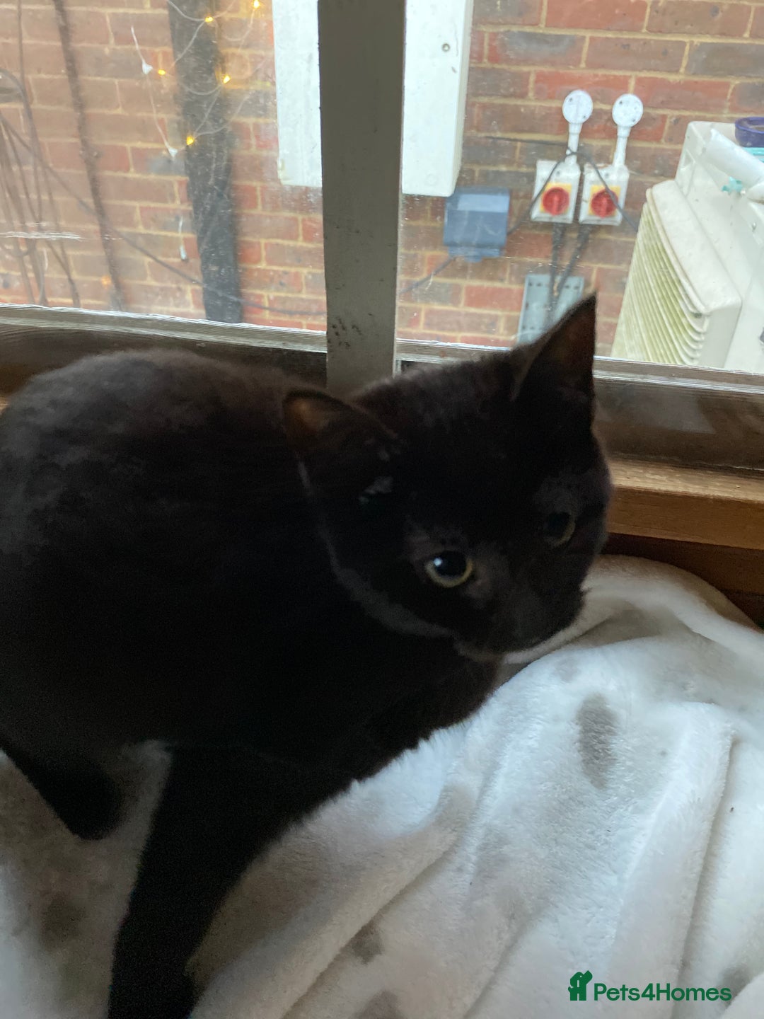 Mixed Breed cats for sale: All black kittens ready now  - Advert 3