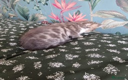Mixed Breed cats for sale: Half bengal quarter mainecoon  - Image 6