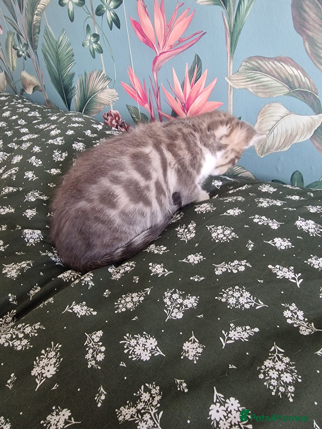 Mixed Breed cats for sale: Half bengal quarter mainecoon  - Image 6