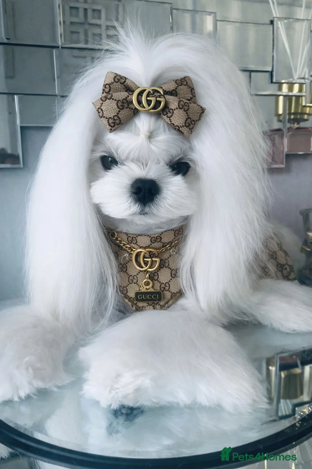 Maltese dogs for stud: 🖤KC DNA health tested Tiny Korean Maltese boy🖤  - Advert 1