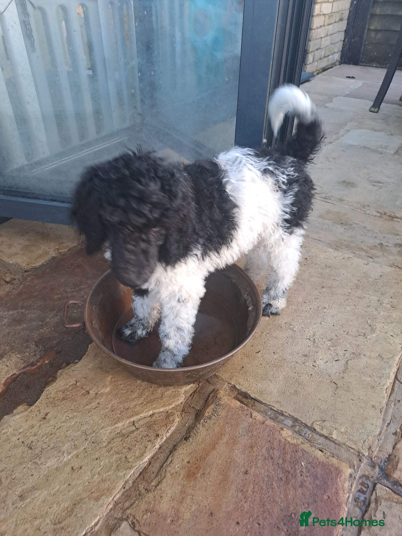 Standard Poodle dogs 1 Stunning black parti boy 10 weeks old - Advert 19