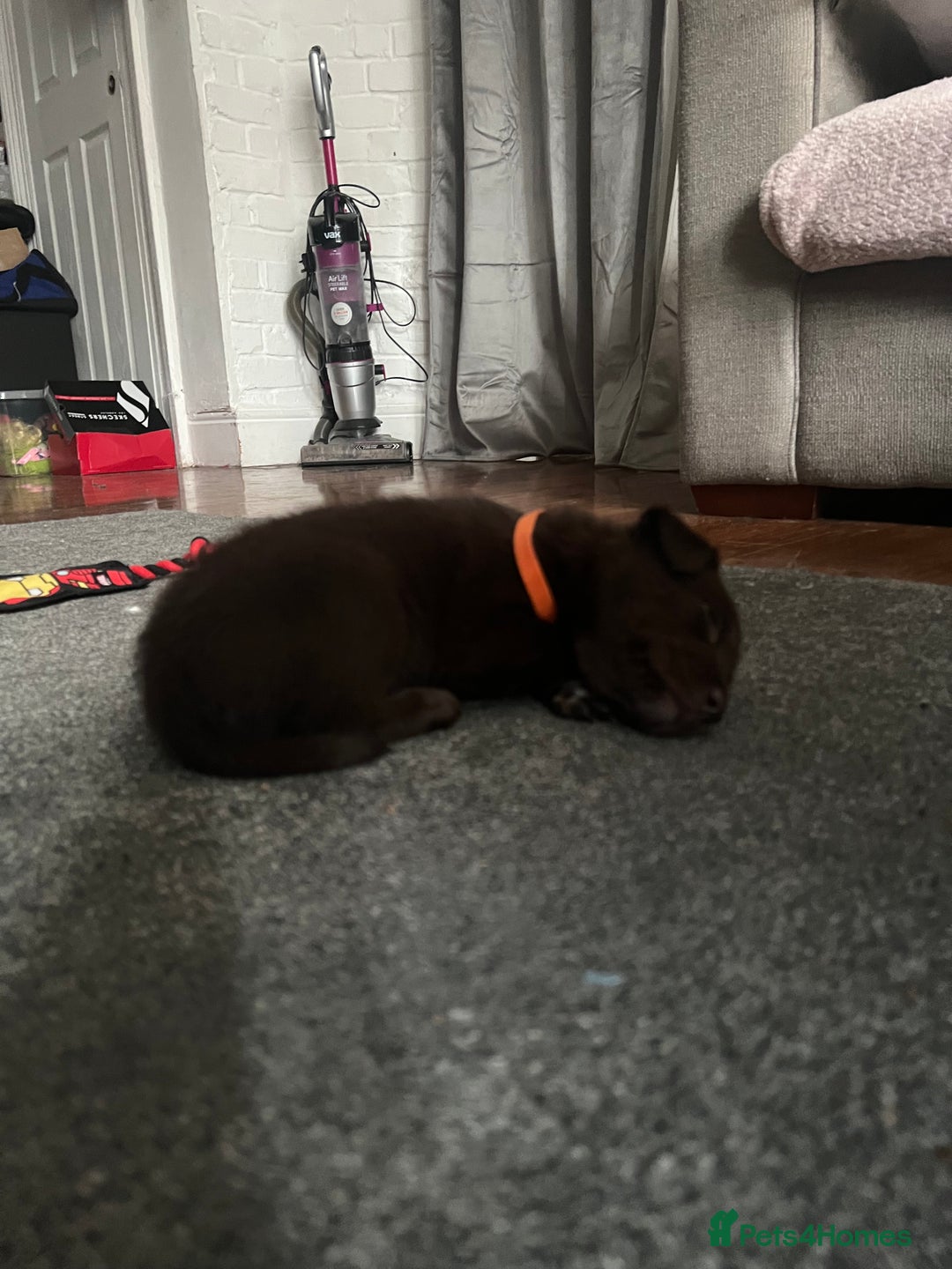 Mixed Breed dogs for sale: Labsky puppies  - Advert 9