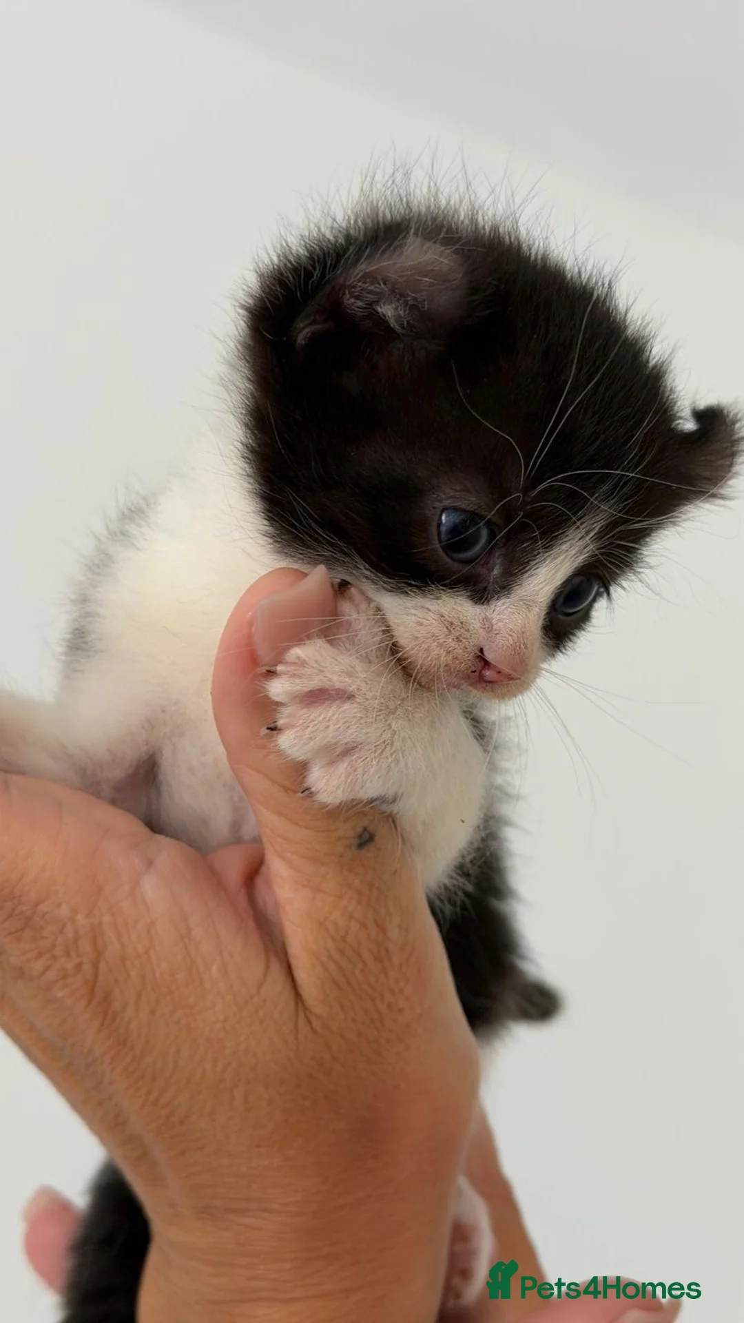 Mixed Breed cats for sale: Rare sphynx cross kittens  - Advert 2