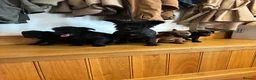 Cairn Terrier dogs for sale: Beautiful Cairns  - Advert 7