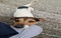 Jack Russell dogs for sale: Jack russell pups  - Image 15