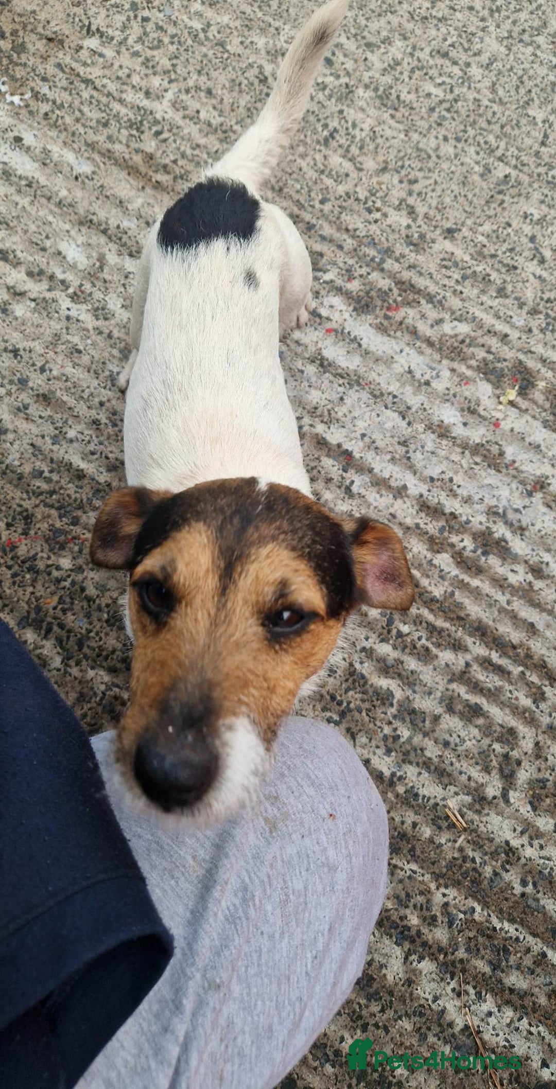 Jack Russell dogs for sale: Jack russell pups  - Image 15