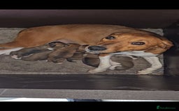 Plummer Terrier dogs for sale: Plummer terrier x - Image 3