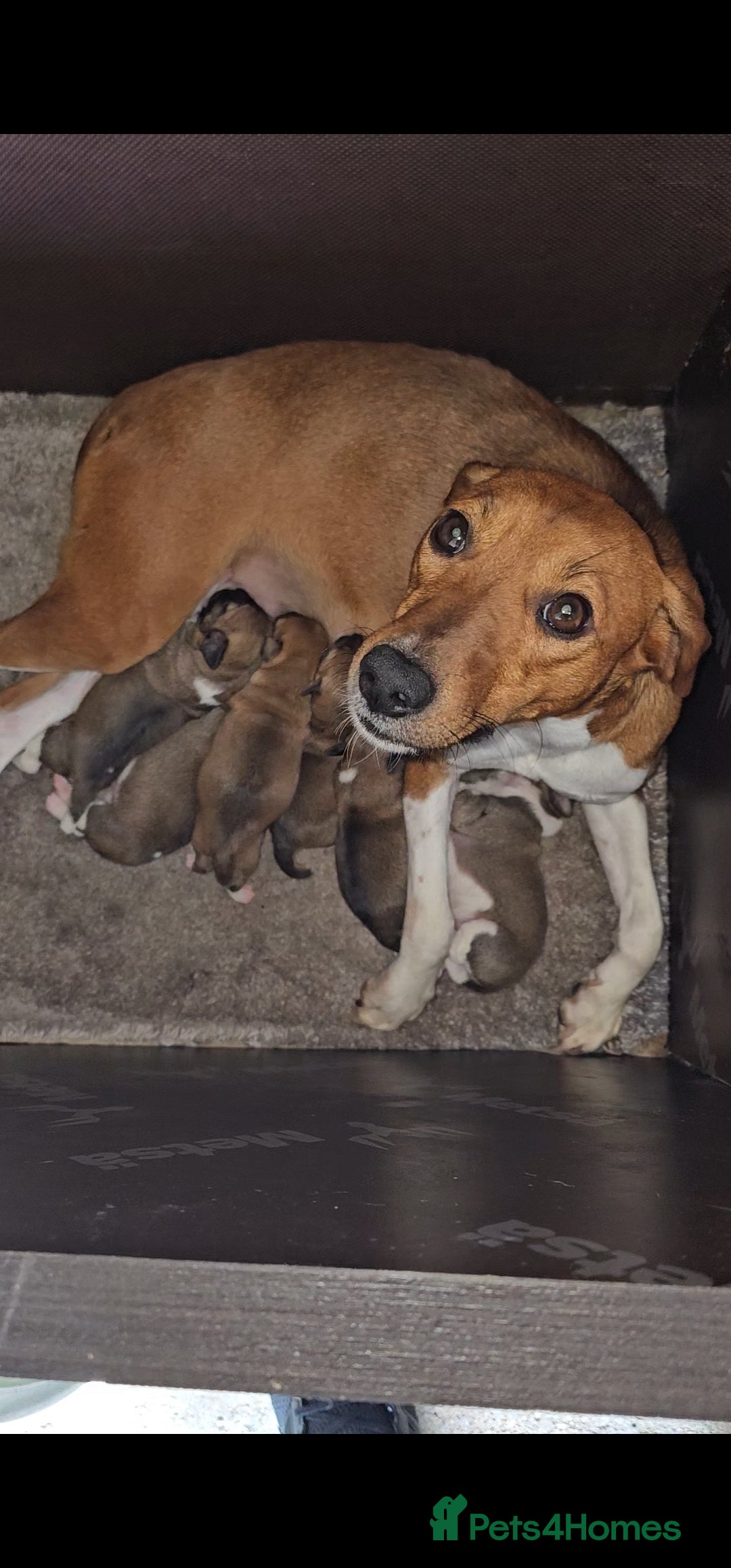 Plummer Terrier dogs for sale: Plummer terrier x - Image 3
