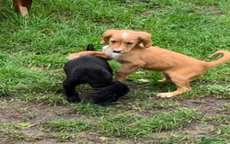 Cocker Spaniel dogs for sale: Health tested cocker spaniels  - Image 6