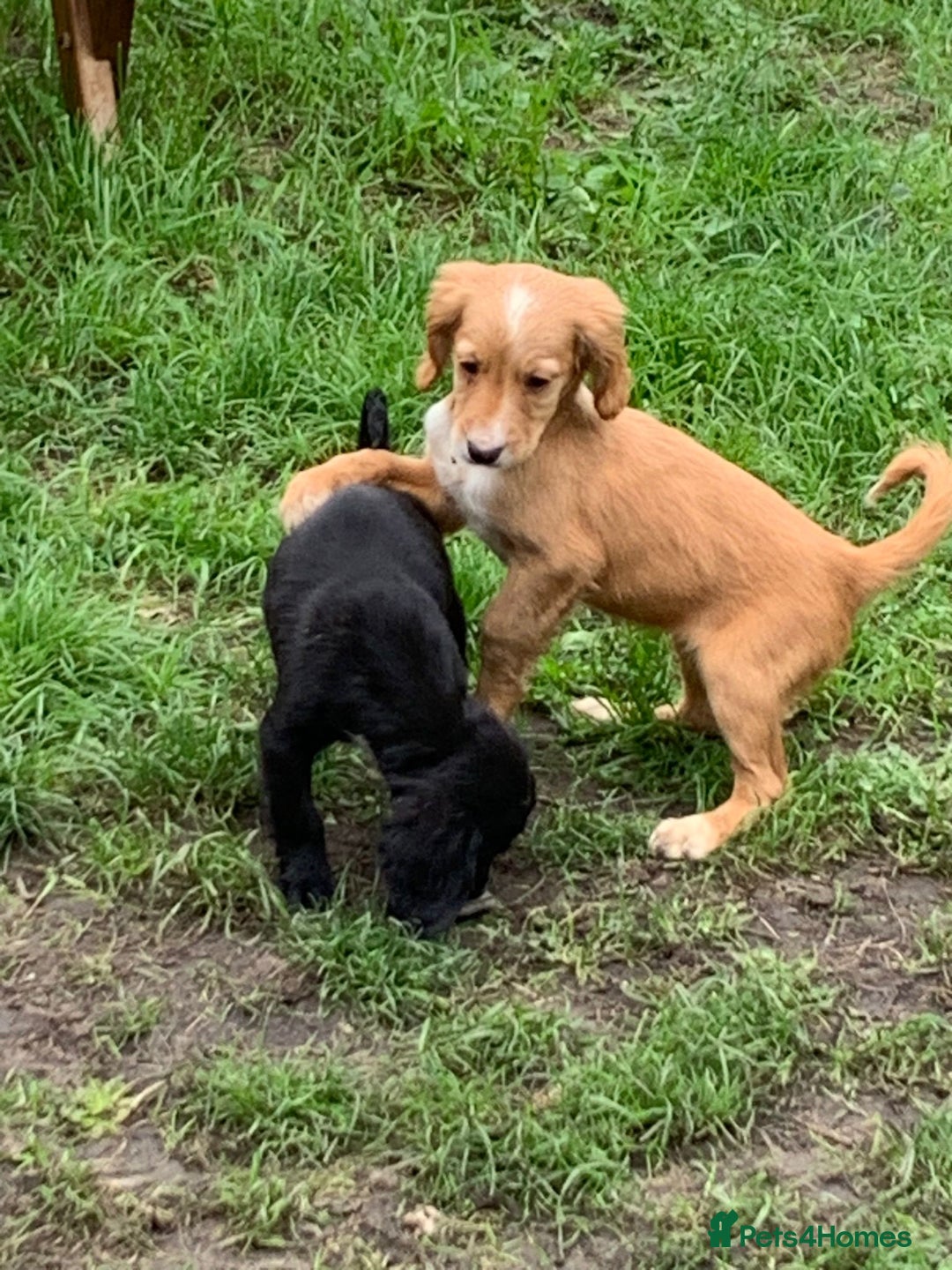 Cocker Spaniel dogs for sale: Health tested cocker spaniels  - Image 6