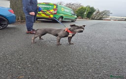 Staffordshire Bull Terrier dogs for sale: Stunning KC Staffordshire bull terrier puppies - Image 12