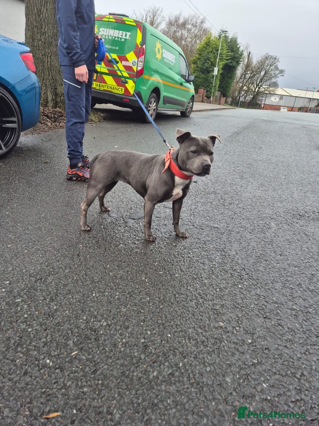 Staffordshire Bull Terrier dogs for sale: Stunning KC Staffordshire bull terrier puppies - Image 12