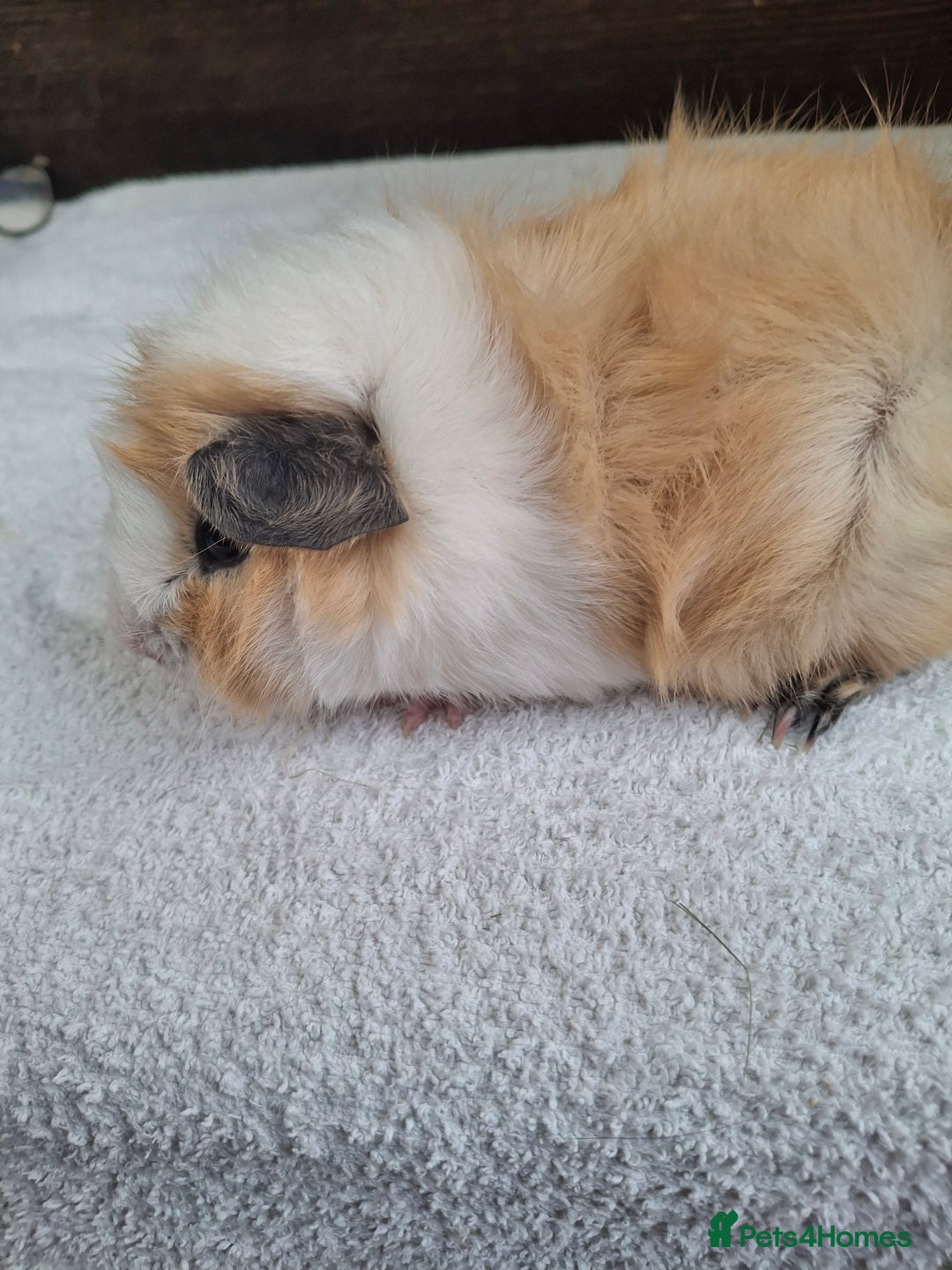 Guinea Pig rodents for sale: Baby Male Guineapigs  - Image 9