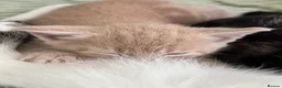 Mixed Breed cats for sale: Ginger male kitten - Advert 4