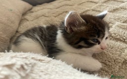 Mixed Breed cats for sale: Sweet Kittens  - Image 4