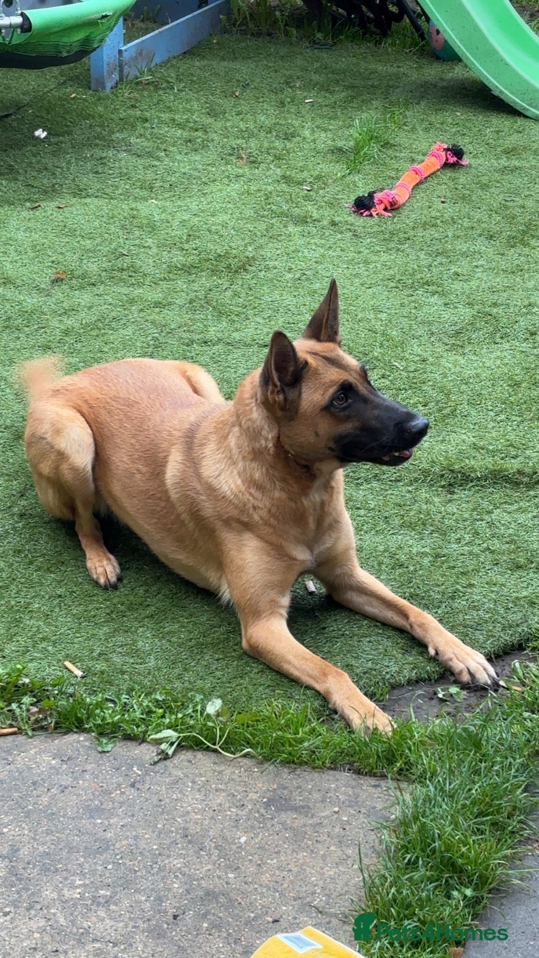 Belgian Shepherd Dog dogs for sale: 4 year old Belgian Mali  - Image 4