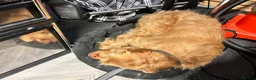 Hungarian Vizsla dogs for sale: Wire haired Hungarian Viszla  - Advert 9