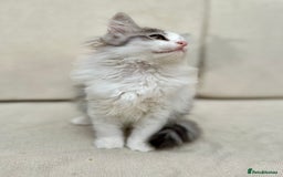 Siberian cats for sale: TICA Siberian Kittens Hypoallergenic Family Raised - Image 8