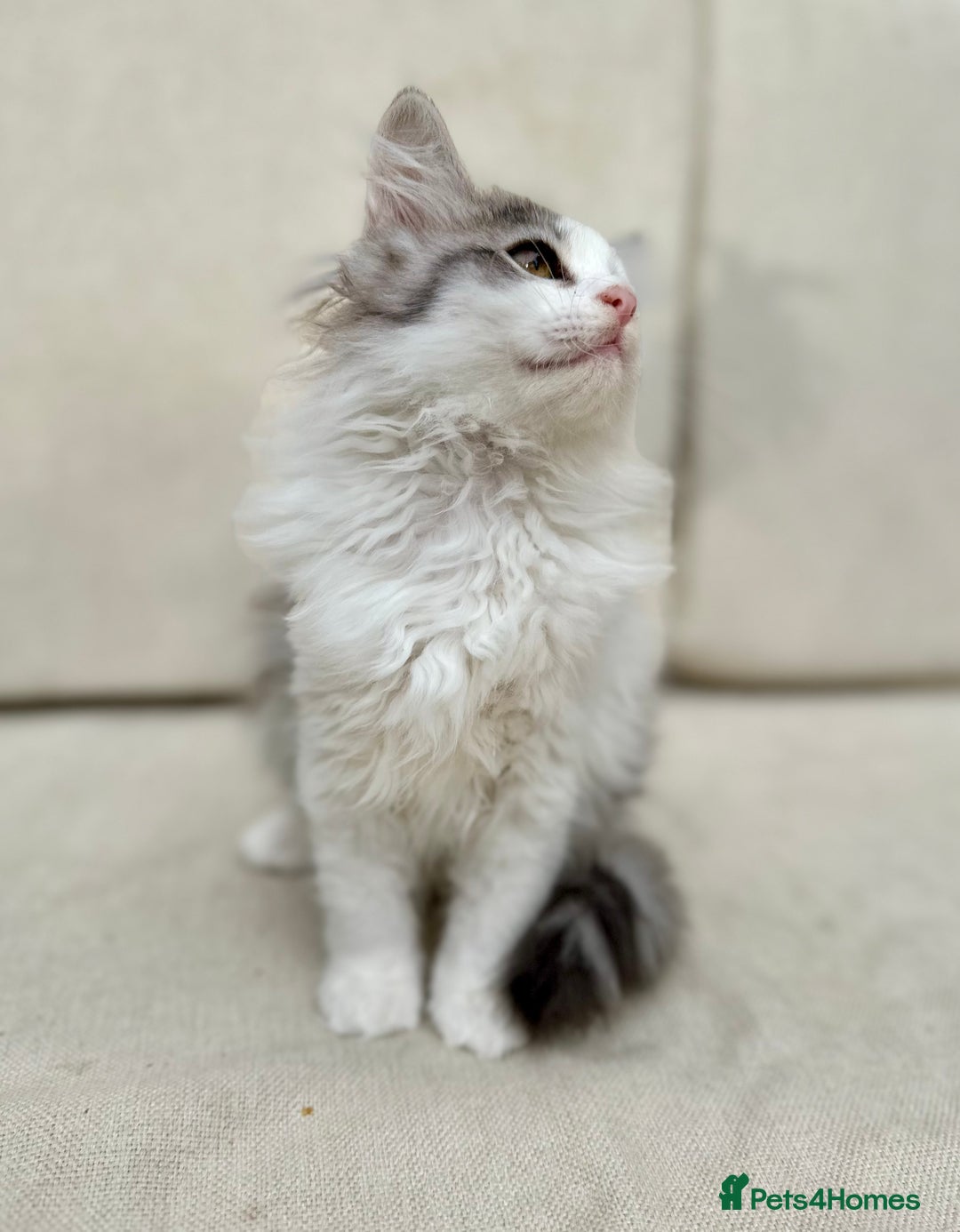 Siberian cats for sale: TICA Siberian Kittens Hypoallergenic Family Raised - Image 8