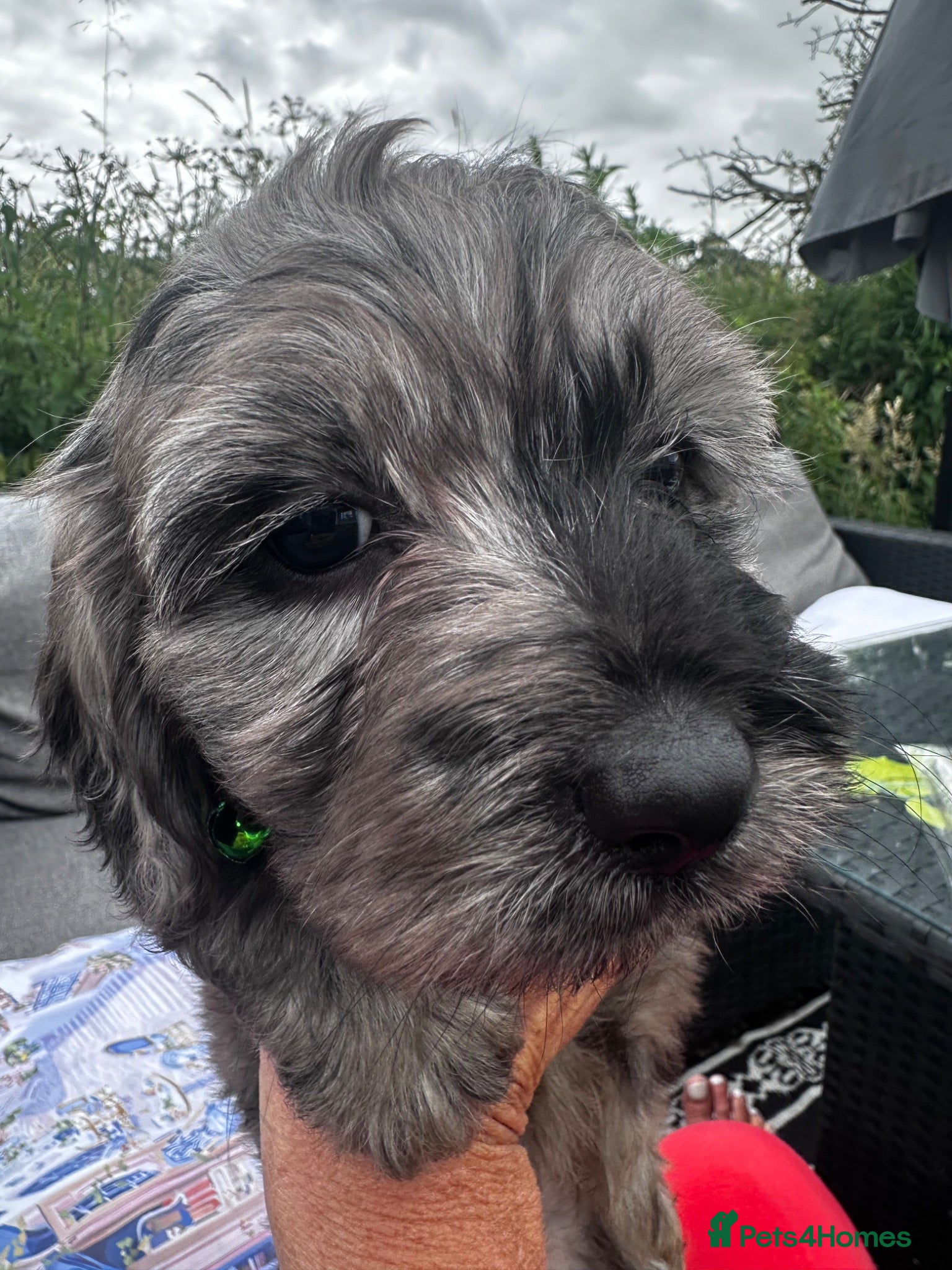 Cockapoo dogs Stunning Cockapoo puppies Merle  - Advert 2