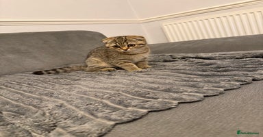 British Shorthair cats - Advert 1