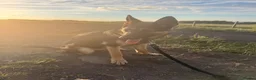 German Shepherd dogs for sale: Luna  in Newcastle upon Tyne - Advert 2