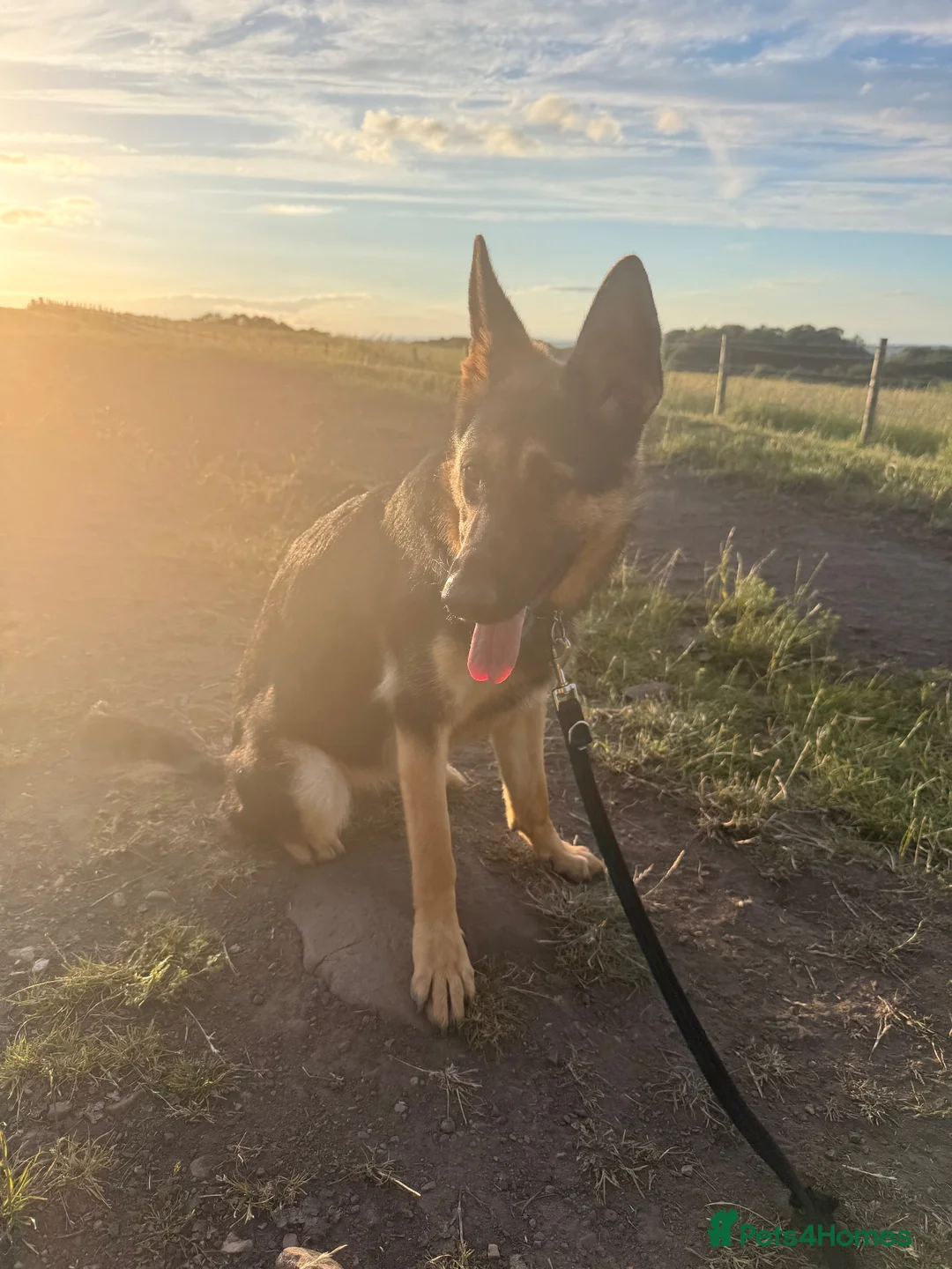 German Shepherd dogs for sale: Luna  in Newcastle upon Tyne - Advert 2