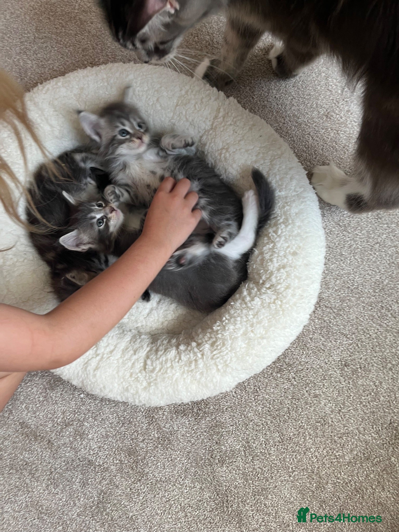 Maine Coon cats Maine coon kittens GCCF registered - Advert 13