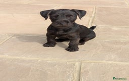 Patterdale Terrier dogs for sale: Patterdale Terrier Puppy - Image 6