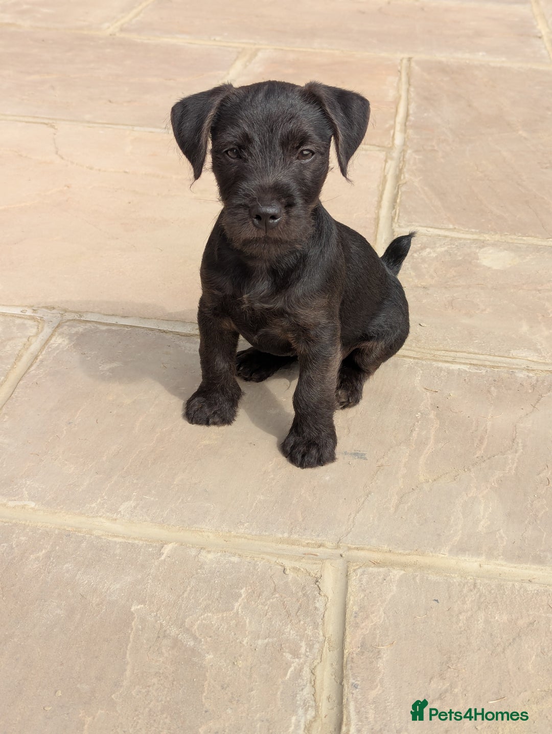 Patterdale Terrier dogs for sale: Patterdale Terrier Puppy - Image 6