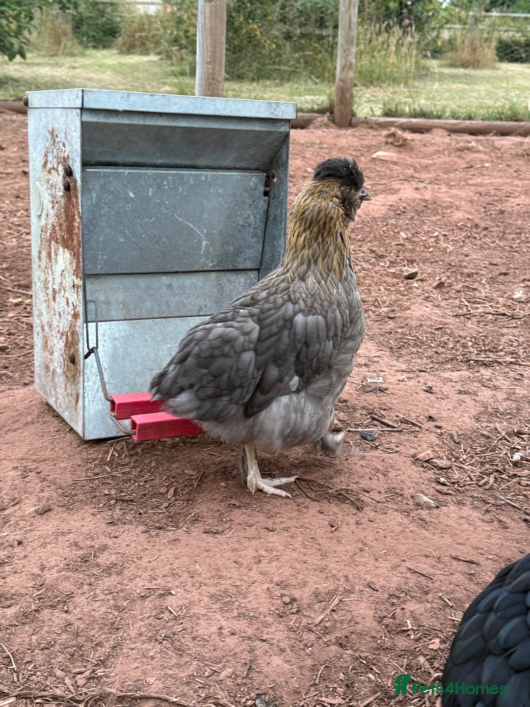Chickens poultry for sale: Chickens needing home - Image 7