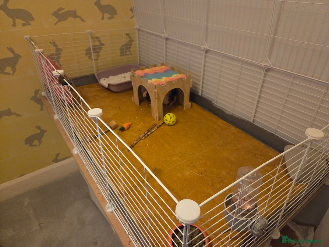 Guinea Pig rodents for sale: Two Beautiful Female Guinea Pigs - Advert 9
