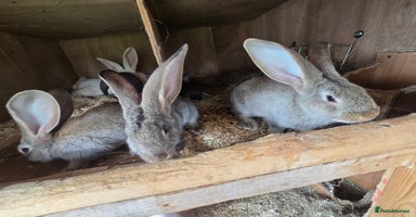 Continental Giant rabbits - Advert 5