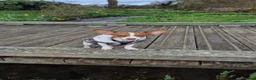 Mixed Breed dogs for stud: Jackuaua x chiweenie Stud - Advert 7