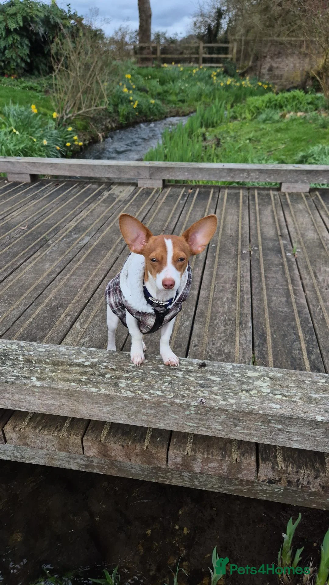 Mixed Breed dogs for stud: Jackuaua x chiweenie Stud - Advert 7