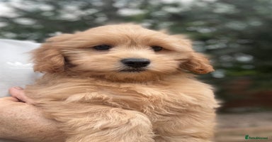 Shihpoo dogs - Advert 14