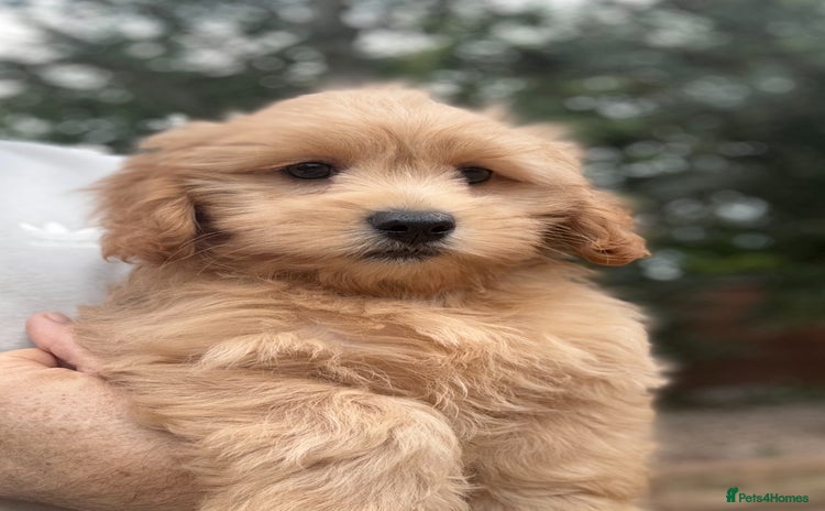 Shihpoo dogs - Advert 1