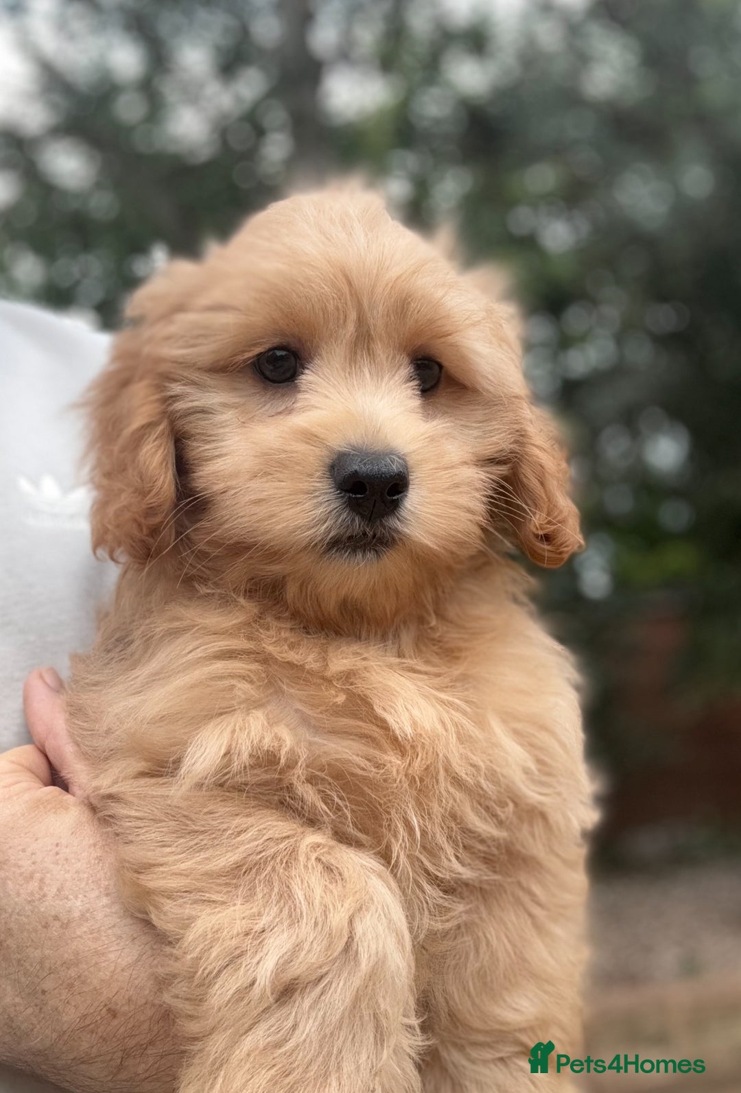 Shihpoo dogs for sale: 🩷 Gorgeous F1 Shih Poo Puppies 💙 - Image 1