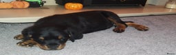 Rottweiler dogs for sale: Puppy rottweiler  - Advert 5