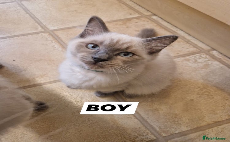 Ragdoll cats in Wallasey - Advert 9