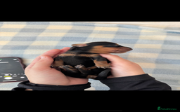 Miniature Dachshund dogs for sale: Miniature daschunds   - Image 15