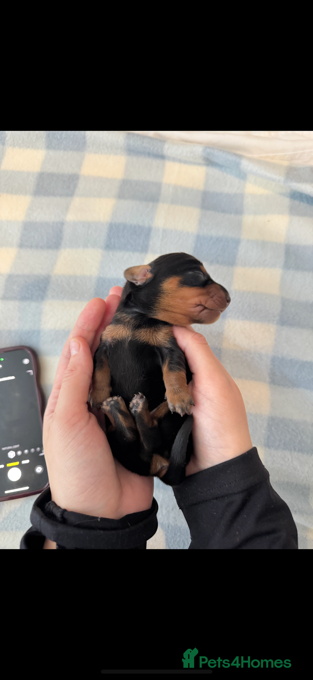 Miniature Dachshund dogs for sale: Miniature daschunds   - Image 15